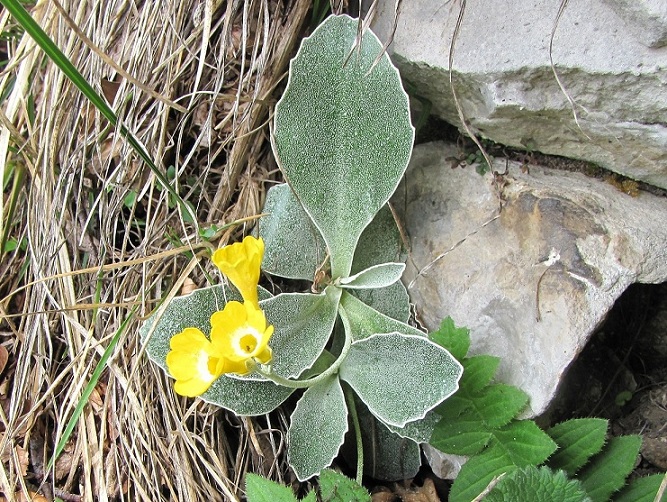 Strani peli nell''orecchio dell''orso - Primula auricula